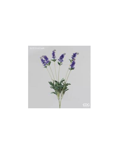 LAVANDA